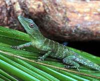 Image of: Anolis punctatus