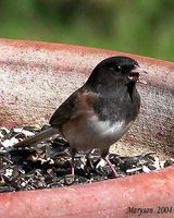 Dark-eyed Junco - Junco hyemalis