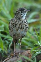 Australian Pipit