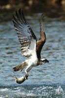 Osprey