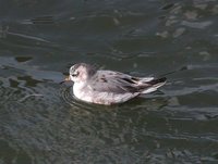 Red Phalarope - Phalaropus fulicarius