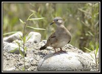 Croaking Ground-Dove - Columbina cruziana
