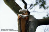 Tanimbar Corella - Cacatua goffiniana