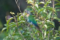 Pearly Parakeet - Pyrrhura lepida