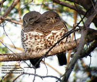 African Barred Owlet - Glaucidium capense