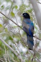 Black-headed Trogon - Trogon melanocephalus