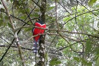 Masked Trogon - Trogon personatus