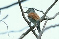 Rufous-winged Antshrike - Thamnophilus torquatus