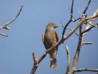 Spangled Cotinga - Cotinga cayana