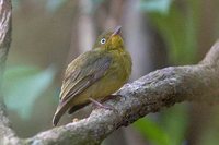 Crimson-hooded Manakin - Pipra aureola