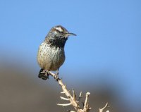 Cactus Wren - Campylorhynchus brunneicapillus