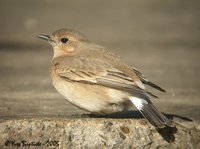 Isabelline Wheatear - Oenanthe isabellina