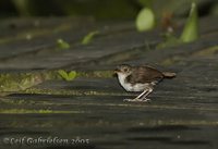 White-chested Babbler - Trichastoma rostratum