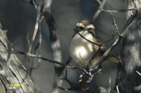 White-browed Babbler - Pomatostomus superciliosus