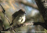 Striated Thornbill - Acanthiza lineata