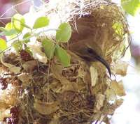 Mariqua Sunbird - Cinnyris mariquensis