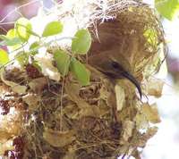 Mariqua Sunbird - Cinnyris mariquensis