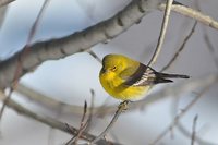 Pine Warbler - Dendroica pinus