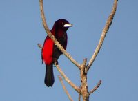 Crimson-backed Tanager - Ramphocelus dimidiatus