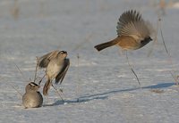 White-crowned Sparrow - Zonotrichia leucophrys