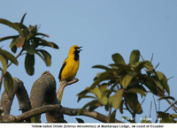 Yellow-tailed Oriole - Icterus mesomelas