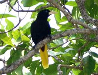 Crested Oropendola - Psarocolius decumanus