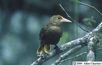 Russet-backed Oropendola - Psarocolius angustifrons