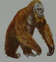 Orangutan (Pongo pygmaeus)