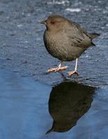 American Dipper March 06