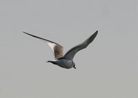 Sabine's Gull at the Modesto STP 10/11/05© 2005 Jim Gain