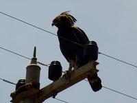 Long-crested Eagle (Afrikansk tofsörn) - Lophaetus occipitalis