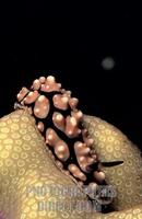 Nudibranch ( Pustulose Phyllidiella , Phylidiella pustulosa ) , Philippines stock photo