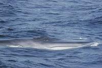 A Fin Whale