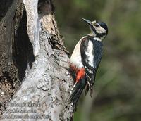 Dendrocopos major d52 UK: Great Spotted Woodpecker DE: Buntspecht FR: Pic Ă©peiche ES: Pico Pica...