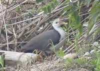 White-Brested Waterhen Amaurornis phoenicurus 흰배뜸부기