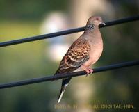 멧비둘기 Oriental Turtle Dove  Streptopelia orientalis (Latham)