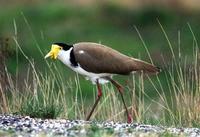 Masked Lapwing