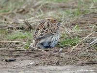 Bruant         nain (Emberiza pusilla)