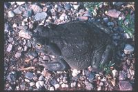 : Bufo alvarius; Colorado River Toad