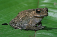 : Bufo melanostictus; Southeast Asian Toad