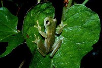 : Centrolene prosoblepon; Emerald Glass Frog