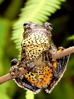 : Dendropsophus marmoratus