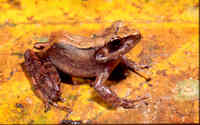 : Gephyromantis leucomaculatus
