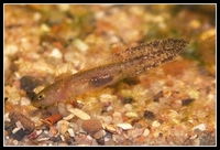 : Hynobius leechii quelpartensis; Northeastern China Hynobiid Salamander