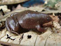 : Myersiella microps
