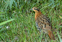 : Bambusicola thoracica; Chinese Bamboo Partridge