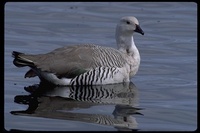 : Chloephaga picta leucoptera; Upland Goose