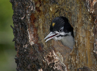 : Picoides arcticus; Black-backed Woodpecker