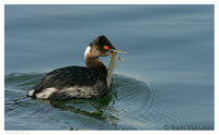 : Podiceps nigricollis; Eared Grebe