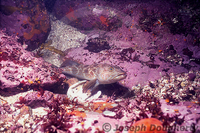 : Ophiodon elongatus; Ling Cod